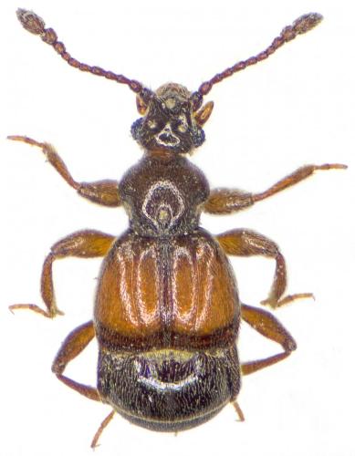 Brachygluta xanthoptera
